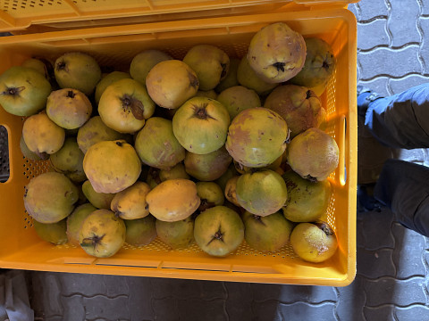 Quitten zum Brennen und Marmelade