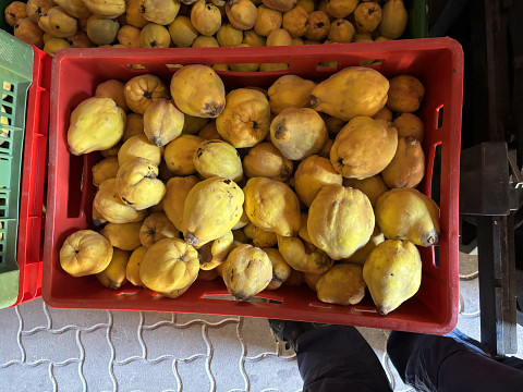 Quitten zum Brennen und Marmelade