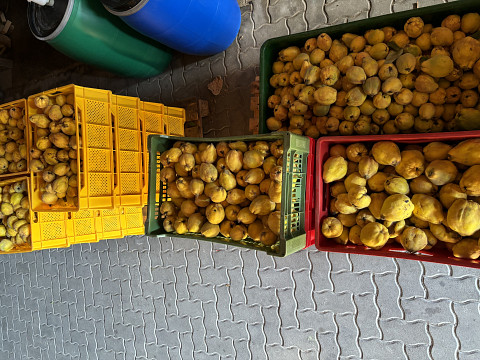Quitten zum Brennen und Marmelade